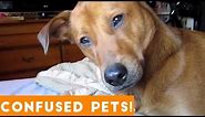 Funniest Confused Pets Compilation 2018 | Funny Pet Videos