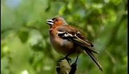 WBF - Unsere heimischen Singvögel - Erkennungsmerkmale einiger bekannter Arten (Trailer)
