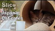 The Tokyo Cat Café Experience | SLICE
