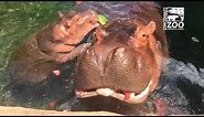 Baby Hippo Fiona and Parents Get Watermelon Treat - Cincinnati Zoo