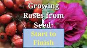 Grow Roses from Seed: Start to Finish