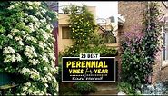 23 Best Perennial Vines For Year-Round Interest! | Climbing Plants