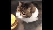 Cheeseburger cat meme