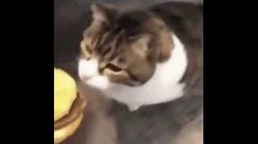 Cheeseburger cat meme
