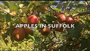Apple Varieties UK