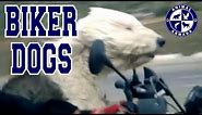 Biker Dogs - Dogs Riding on Motorcycles and Sidecars Compilation