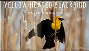 Yellow headed Blackbirds | Calls & Sounds