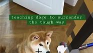 Minecraft Doge learns to surrender via tough love