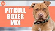 Bullboxer Dog Breed: All About Pitbull Boxer Mix (2021 Guide)