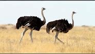 National Geographic Documentary Wild - THE BIGGEST BIRD ALIVE Its Ostrich - BBC Documentary History