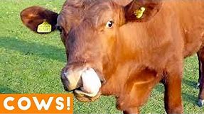 Funniest Cow Compilation September 2018 | Funny Pet Videos