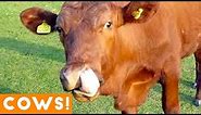 Funniest Cow Compilation September 2018 | Funny Pet Videos