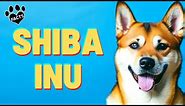 Shiba Inu Dogs 101: History, Appearance, and Personality
