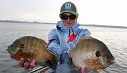 How To Catch GIANT Bluegills in Public Lakes