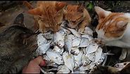 Cats eating raw fish - Kittens eating fish | Feeding Cats