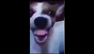 Dog Laughing Meme Original 1080p