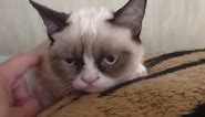 Meme Watch: Grumpy Cat Is The Ron Swanson Of Cats