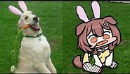 Random korone dog | animal hololive