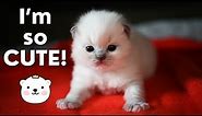 Ragdoll Kittens 3 Weeks Old 🐱 So Cute!