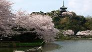 Top 10 Best Sakura (Cherry Blossoms) Viewing Spots in Yokohama 2024 | Yokohama Official Visitors Guide - Travel Guide to Yokohama City