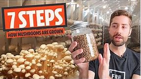 The 7 Basic Steps Of Mushroom Cultivation (How Most Mushrooms Are Grown)