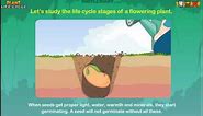 Learn the Plant Life Cycle Steps *Earth Science for Kids*