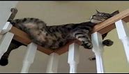 Funny Cats Sleeping in Weird Positions Compilation | Cats Sleep In Weird Places