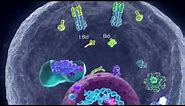 Apoptotic Pathways