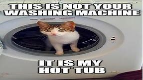Hilarious Cat Memes for Feline Fanatics (PART 53)
