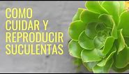 Como Cuidar y Reproducir SUCULENTAS 2023//cactus//manos de tierra