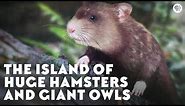 The Island of Huge Hamsters and Giant Owls