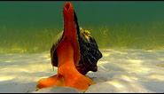 Giant Horse Conch & Burglar Hermit Crabs | Blue Planet | BBC Earth