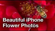 Tips For Beautiful iPhone Photos Of Flowers