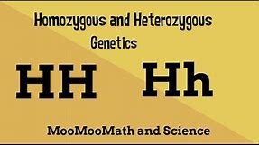 Homozygous vs Heterozygous Genotype