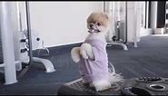 Jiffpom Workout - The World's Cutest Puppy
