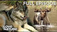 Moose v.s. Wolves: Epic Island Battle | Great Lakes Wild 101