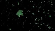 Tree Leaves Falling Animation-Black Screen Effect