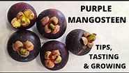 Purple Mangosteen - Tips, Tasting and Growing