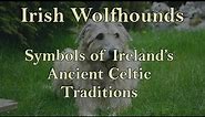 Irish Wolfhounds Part 1: Symbols of Ireland's Ancient Celtic Traditions
