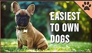 Top 10 Easiest Dog Breeds To Own