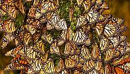 Monarch Butterfly Migration Explained