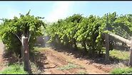 Improving the colour of table grapes