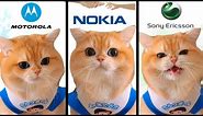Cute cat meow but famous phone ringtones