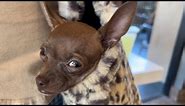 Chihuahua purse puppy