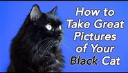 How to Take GREAT Pictures of Your Black Cat!