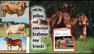 Brahman Heifer Facts 🐄 |American Breed Insights! 🌐 |Deep Dive: American Brahman🧐 Breed Info Galore!