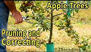 Pruning Apple Trees | Correcting and Training Young Apple Trees | Voice over version