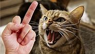 Cats and Dogs Reaction to Middle Finger 🐱🐶 Cats and Dogs Really Hate Being Flipped Off