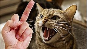 Cats and Dogs Reaction to Middle Finger 🐱🐶 Cats and Dogs Really Hate Being Flipped Off