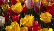 Tulip season 🌷✨🌿 #fyp #tiktoktravel... - HollandBulbFarms.com